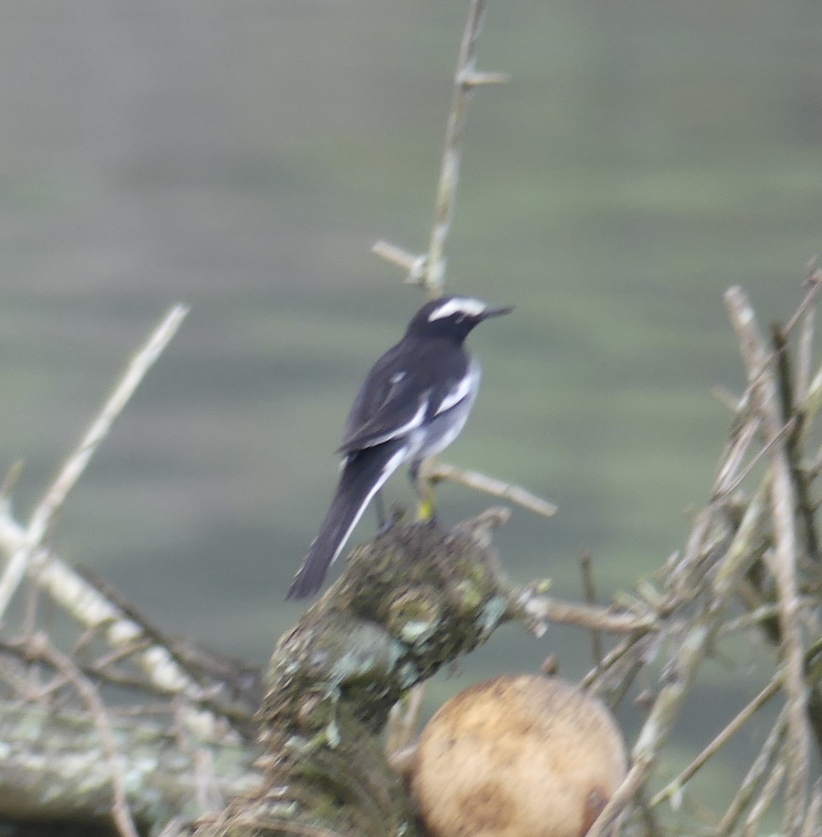 White-browed Wagtail - ML470551861
