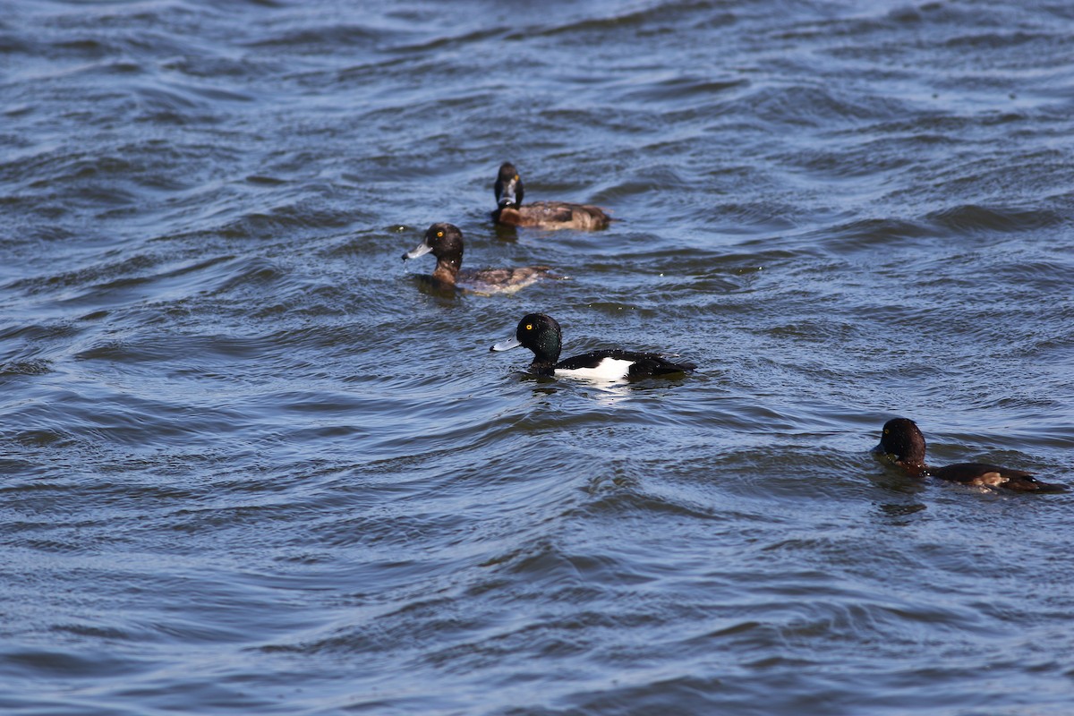 Tufted Duck - ML47055201