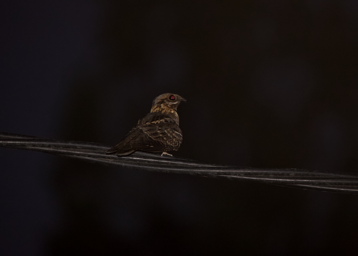 Red-necked Nightjar - ML470552691