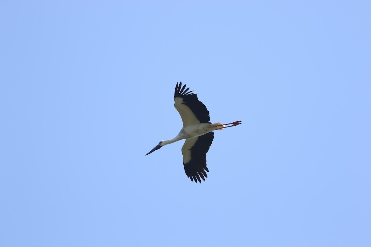 Oriental Stork - ML47055271