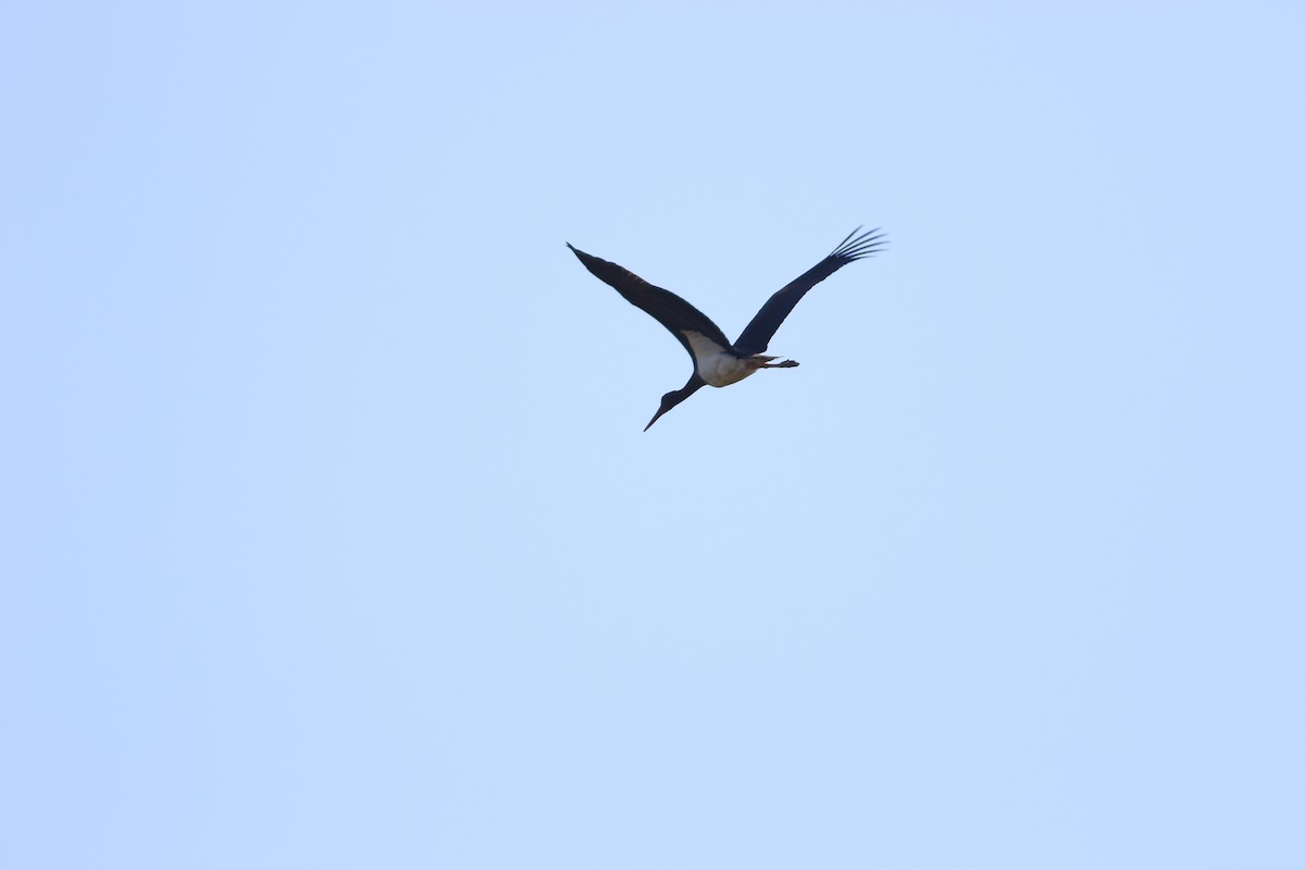 Black Stork - ML47055311