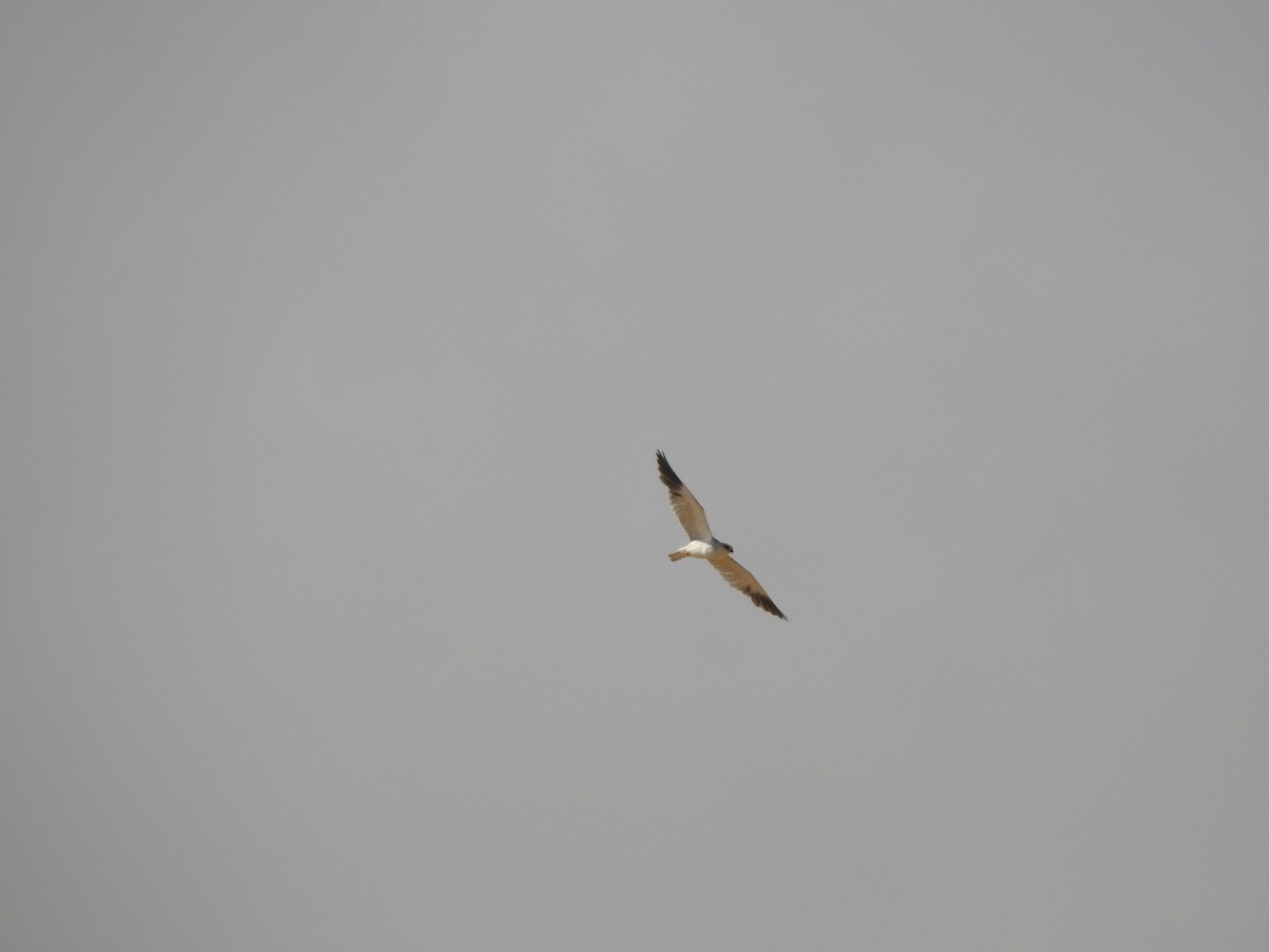Black-winged Kite - ML470554151