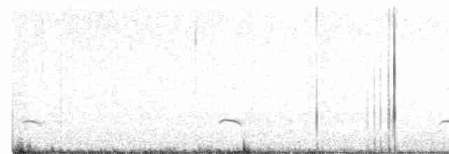 White-tailed Kite - ML470554861