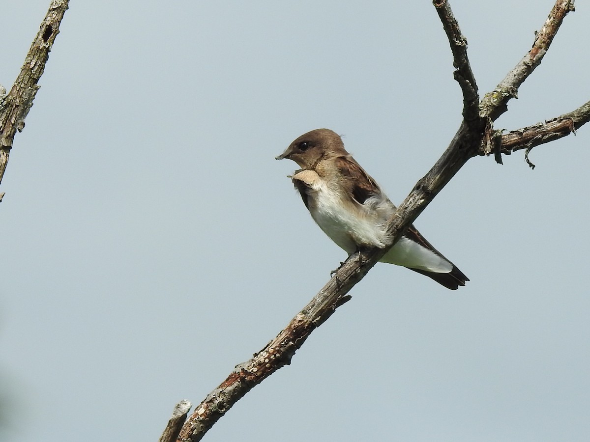 Northern Rough-winged Swallow - Charlotte Dallaire