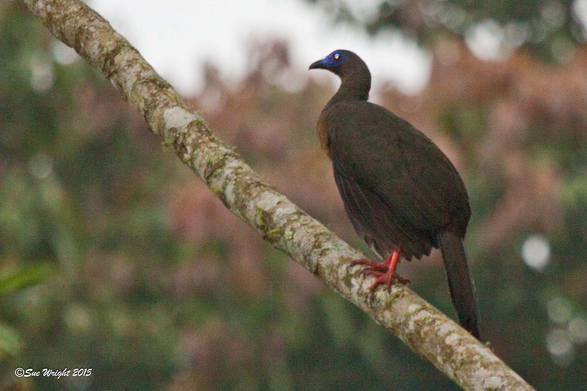 Sickle-winged Guan - ML47055691