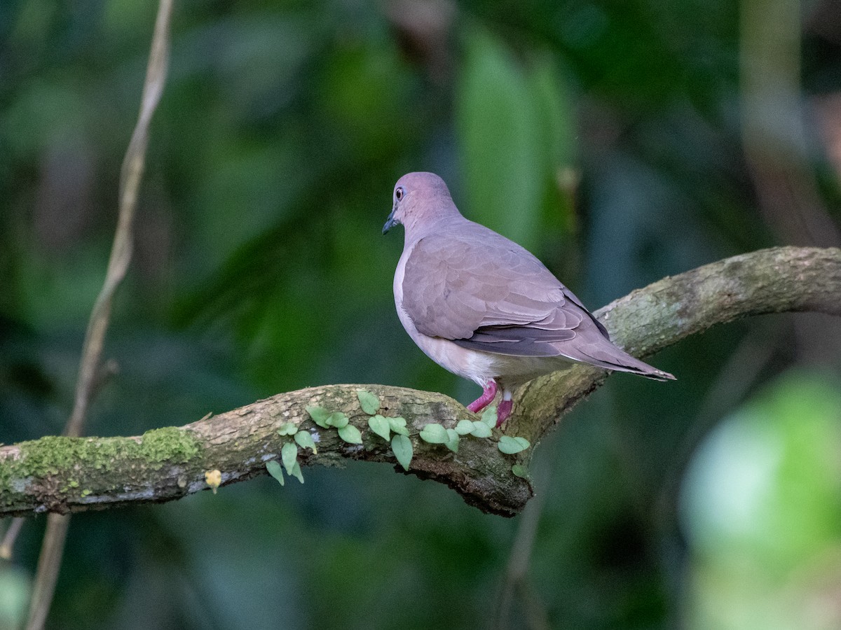 White-tipped Dove - Brian Carruthers