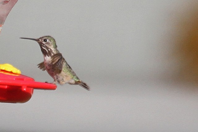 Calliope Hummingbird - ML47056241