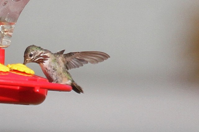 Calliope Hummingbird - ML47056271