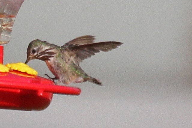 Calliope Hummingbird - ML47056281
