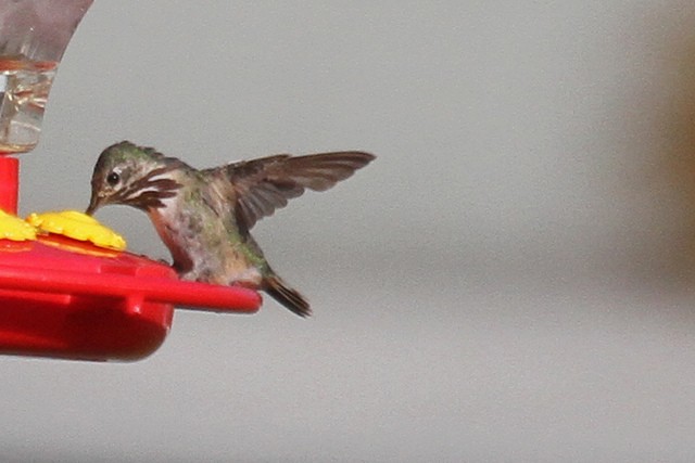 Calliope Hummingbird - ML47056291