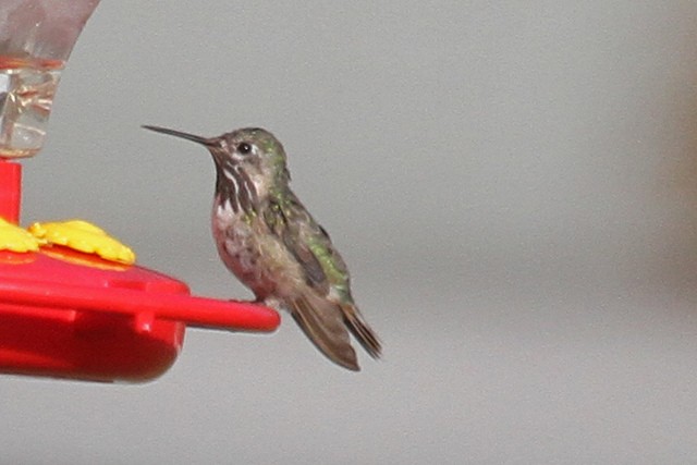 Calliope Hummingbird - ML47056311