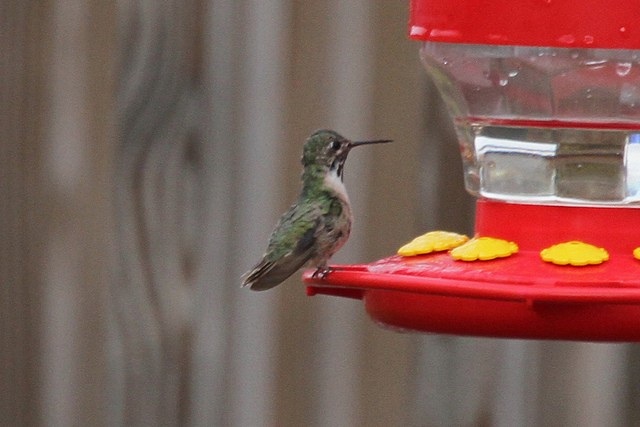 Calliope Hummingbird - ML47056321