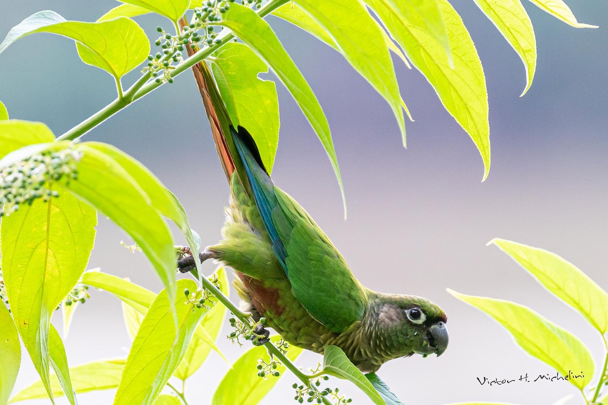 Blaze-winged Parakeet - Victor Hugo Michelini