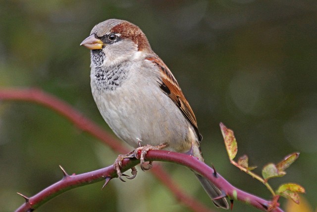 House Sparrow - Jeffrey Offermann