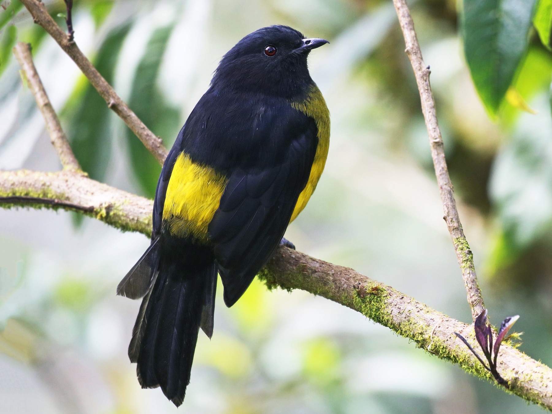Black-and-yellow Silky-flycatcher - Andrew Spencer