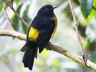  - Black-and-yellow Silky-flycatcher