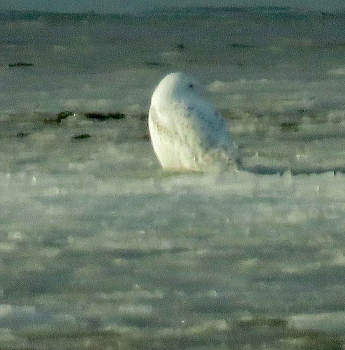 Snowy Owl - fulvio montanari