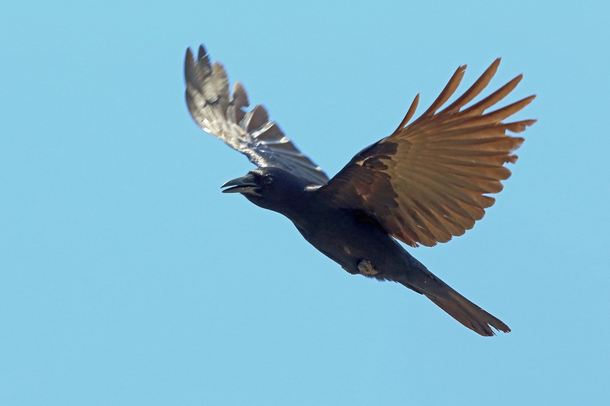 Sinaloa Crow - ML47057971
