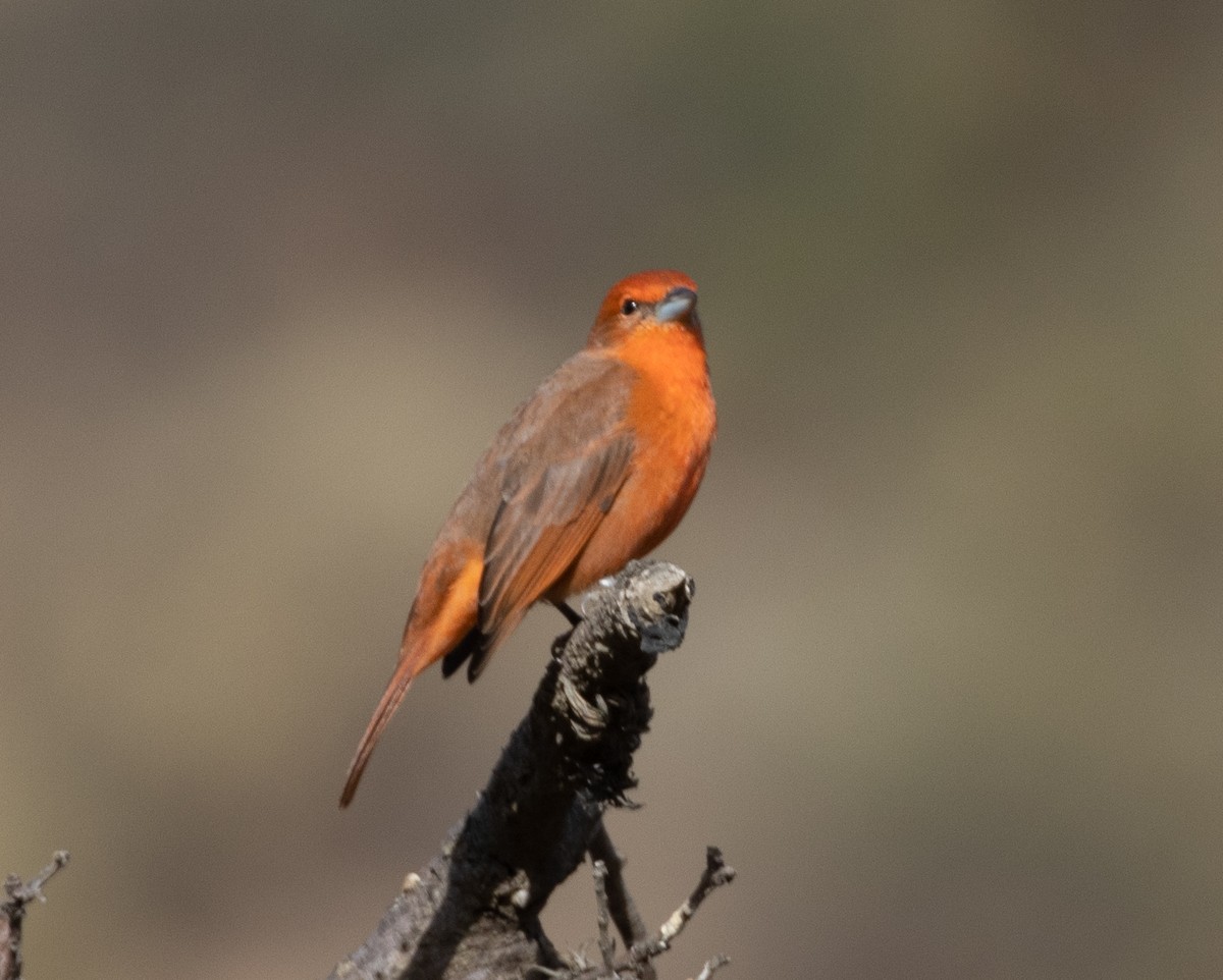 Hepatic Tanager - ML470582151