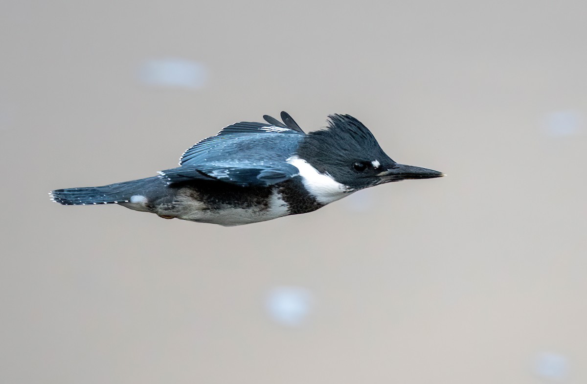 Belted Kingfisher - Yannick Fleury