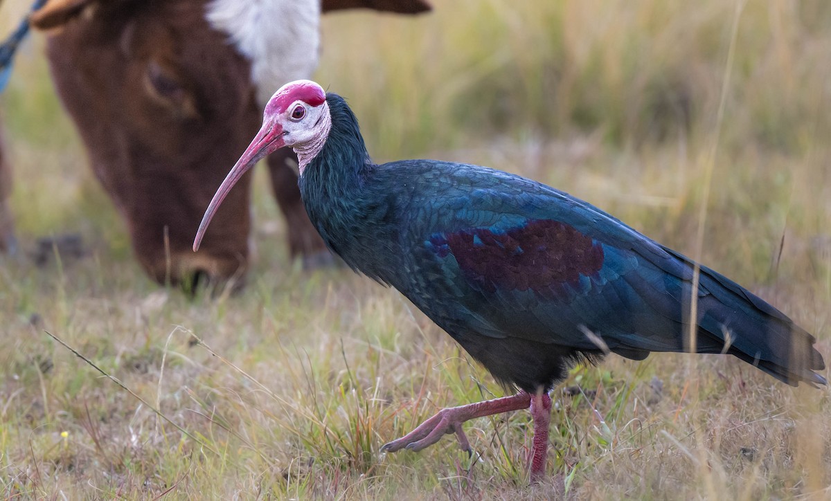ibis jihoafrický - ML470584951