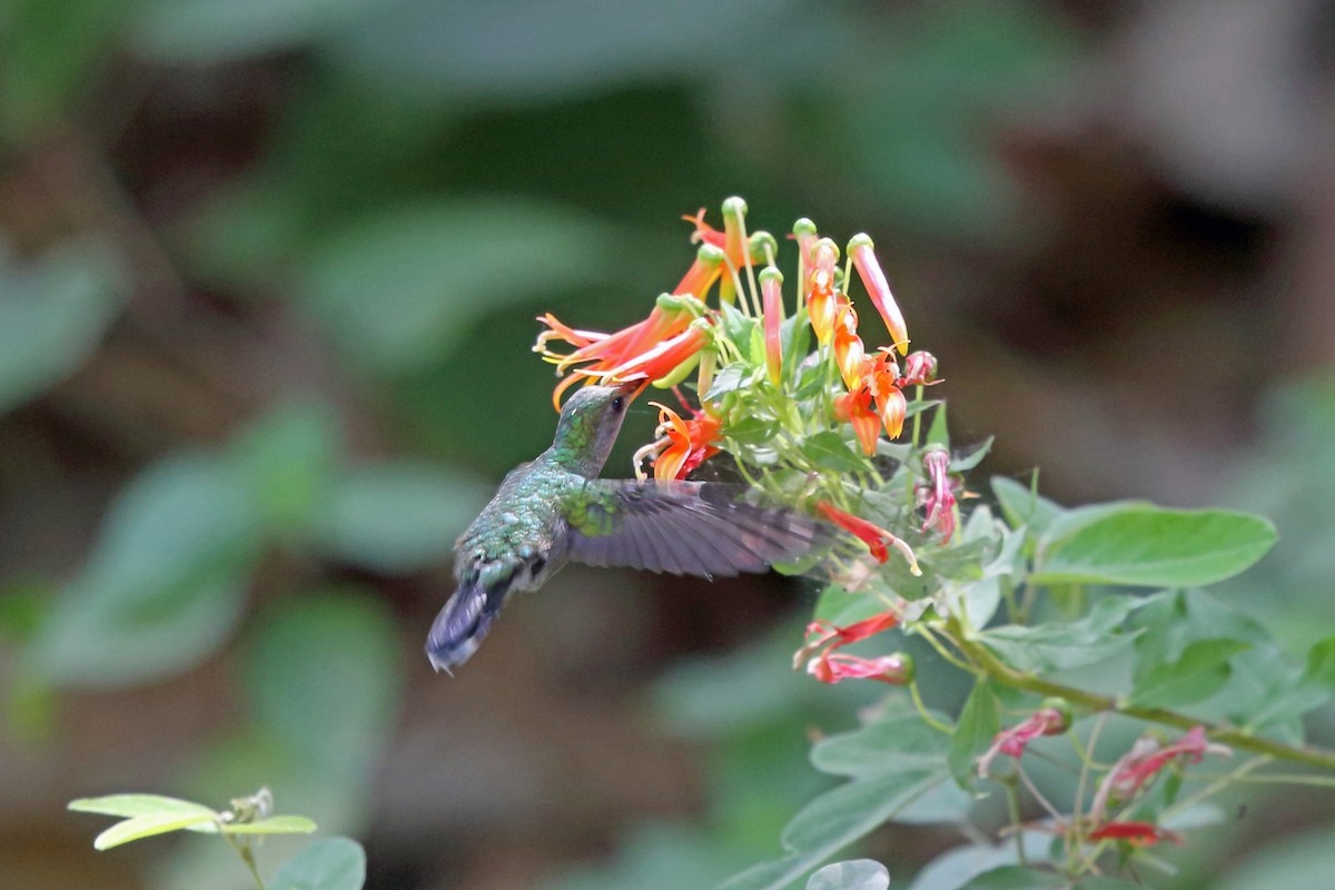 Broad-billed Hummingbird - Nigel Voaden