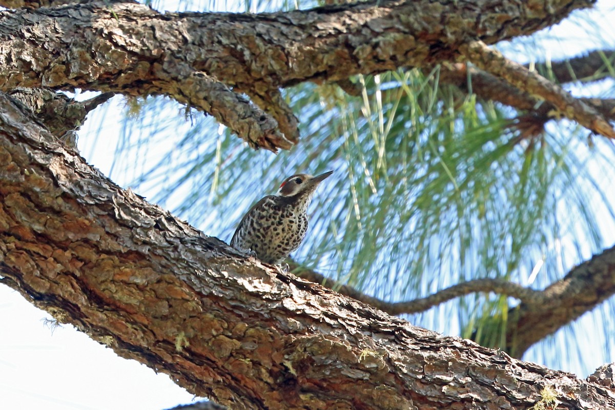 Arizona Woodpecker - Nigel Voaden