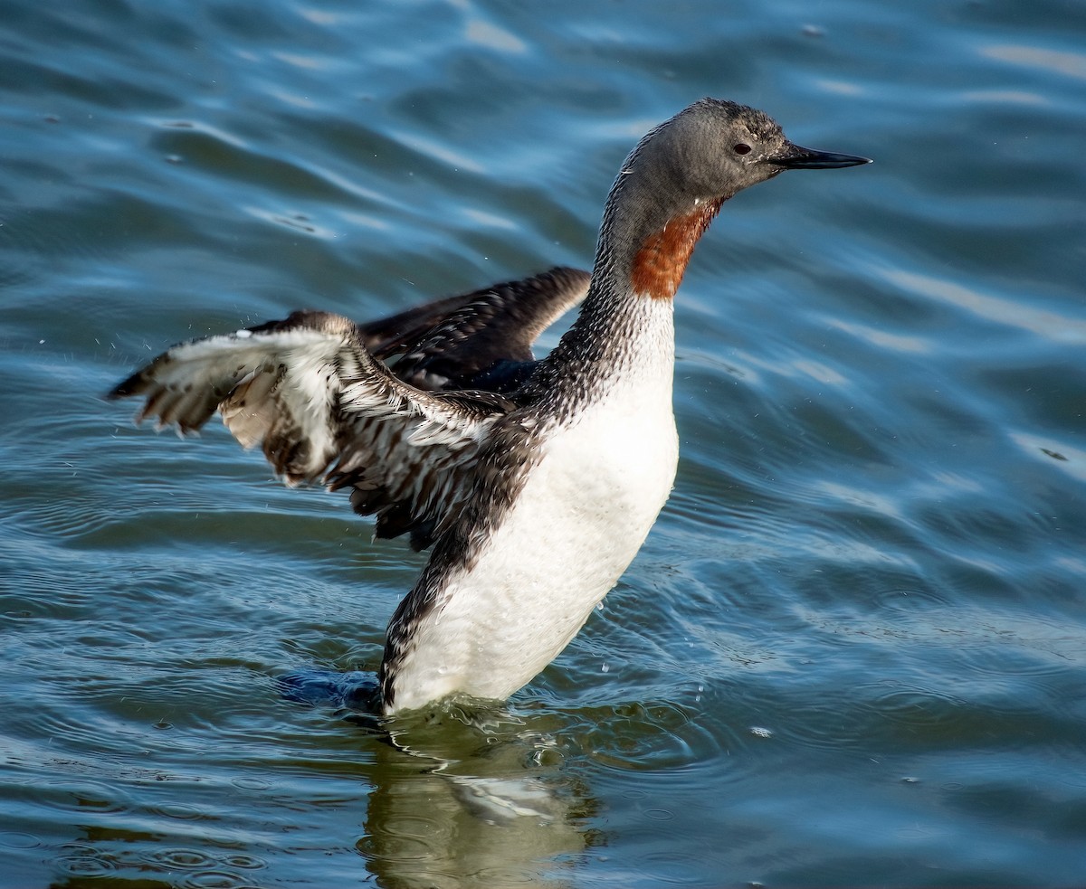 Red-throated Loon - ML470587301