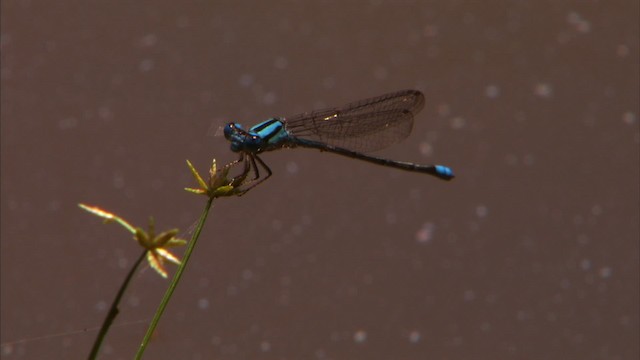 Dragonflies and Damselflies - ML470588