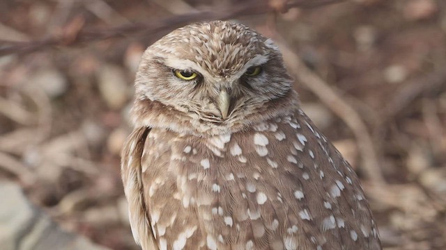 Burrowing Owl - ML470588621