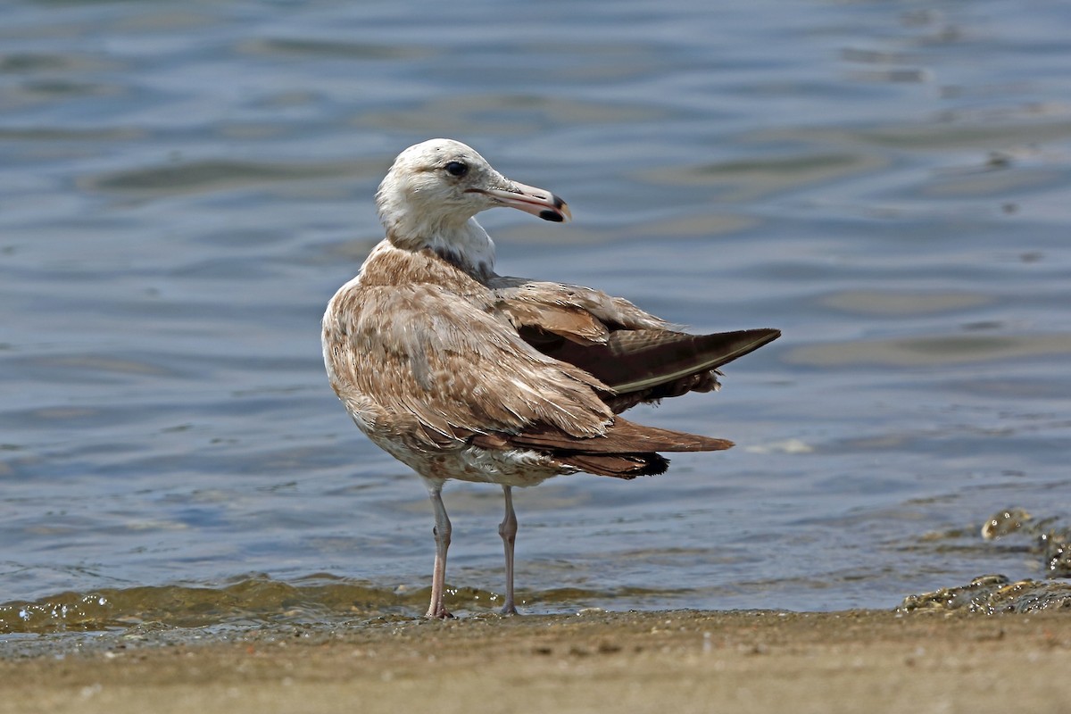 California Gull - Nigel Voaden