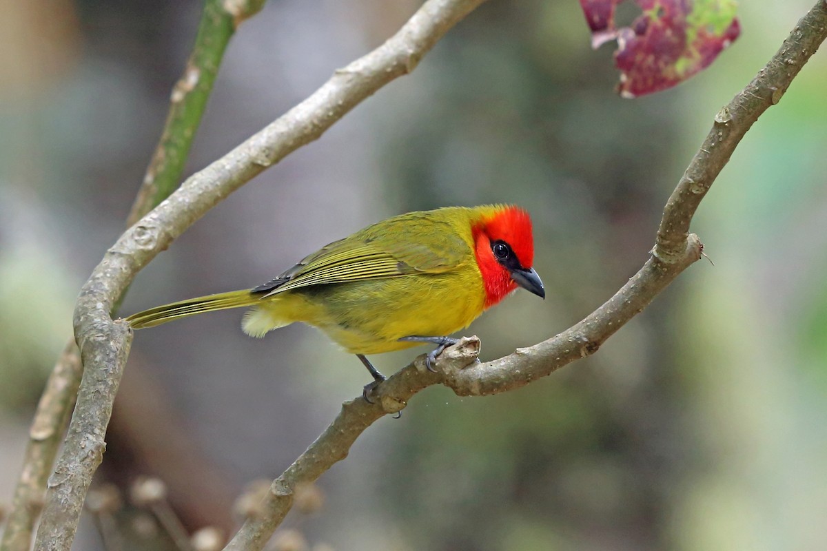 Red-headed Tanager - ML47059161