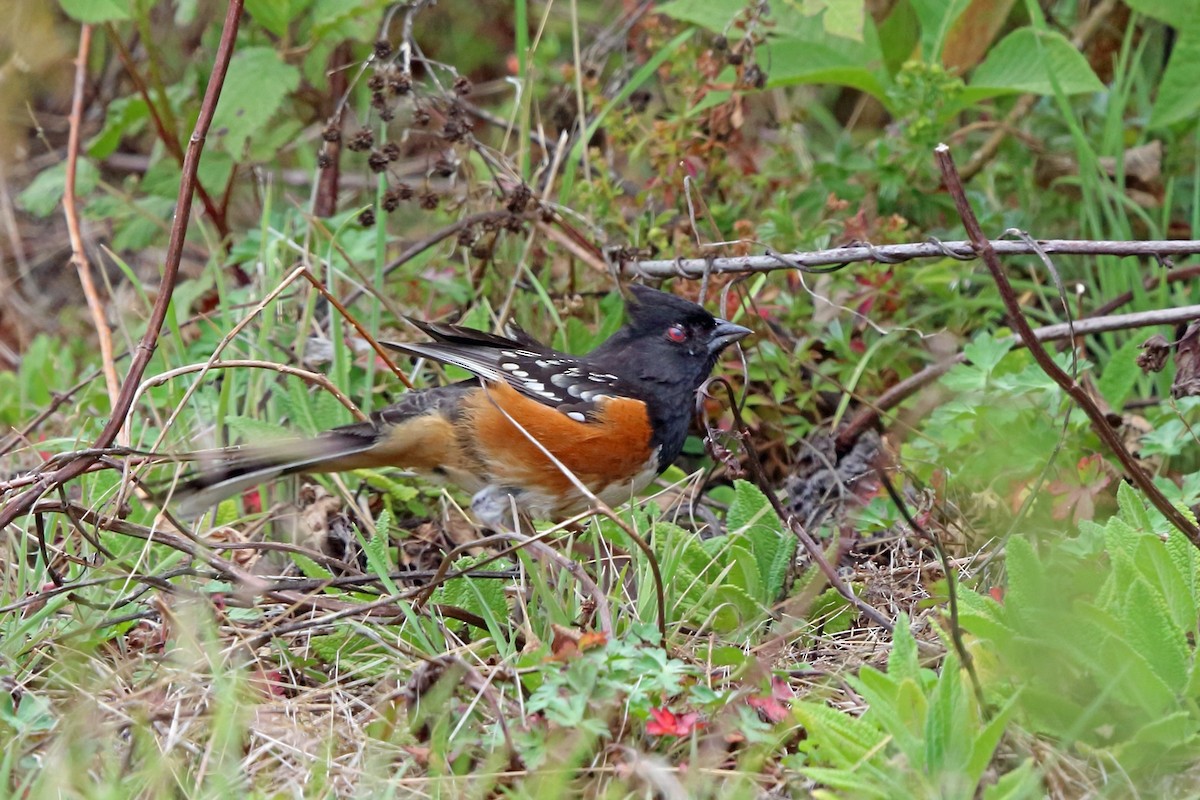 Spotted Towhee - ML47059221