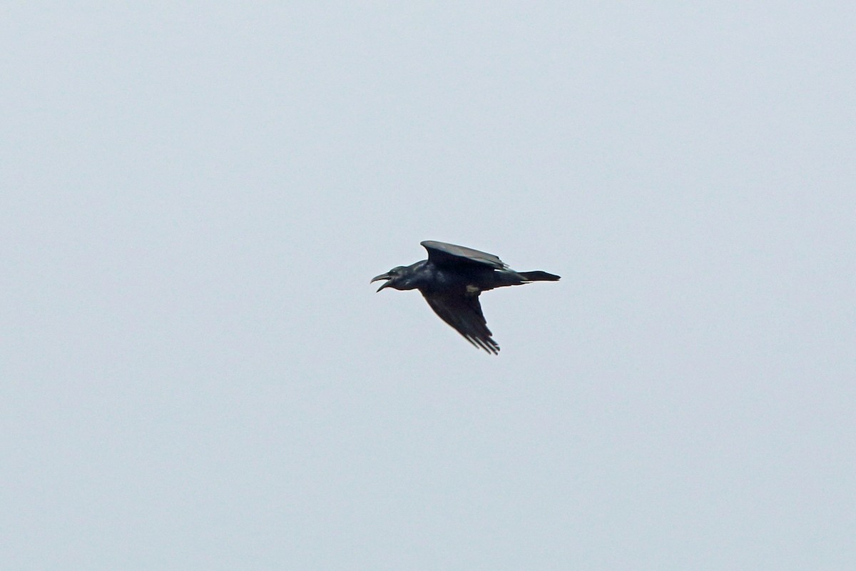 Common Raven - Nigel Voaden