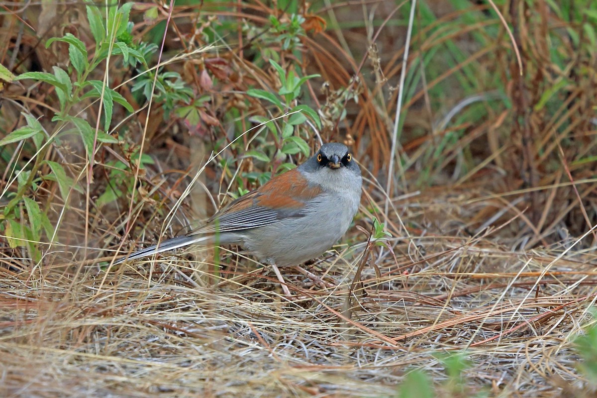 Yellow-eyed Junco (Mexican) - ML47059241
