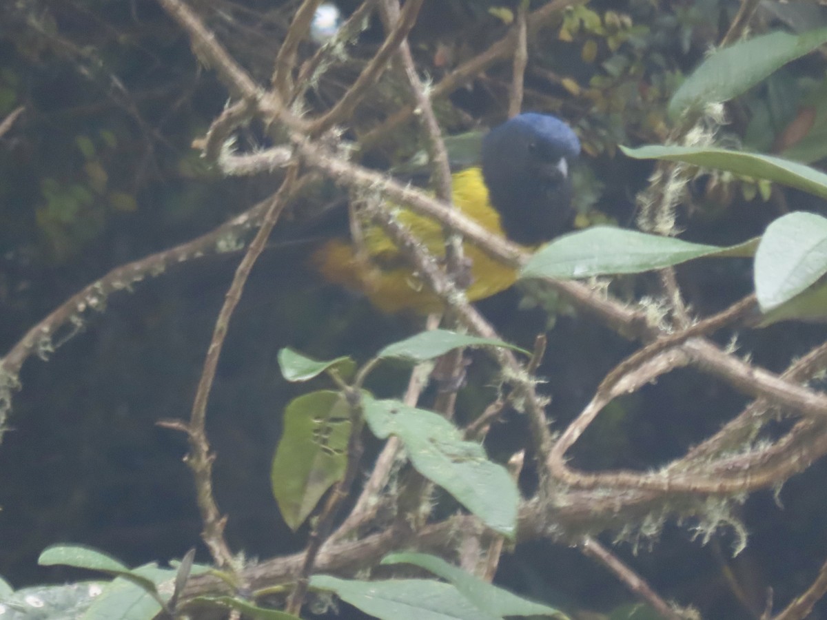 Black-chested Mountain Tanager - ML470595461