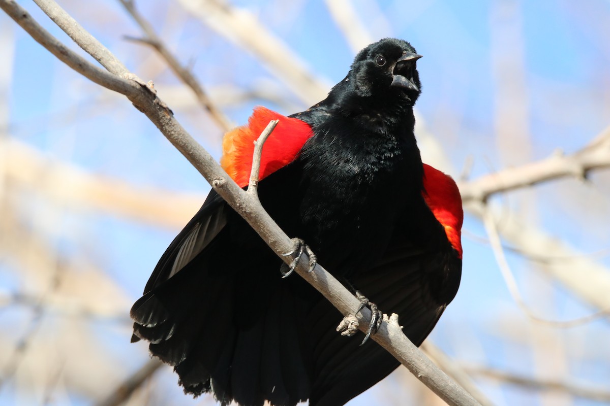 Red-winged Blackbird - ML470599851