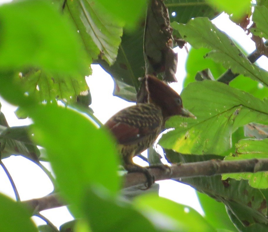 Rufous-headed Woodpecker - ML47060111