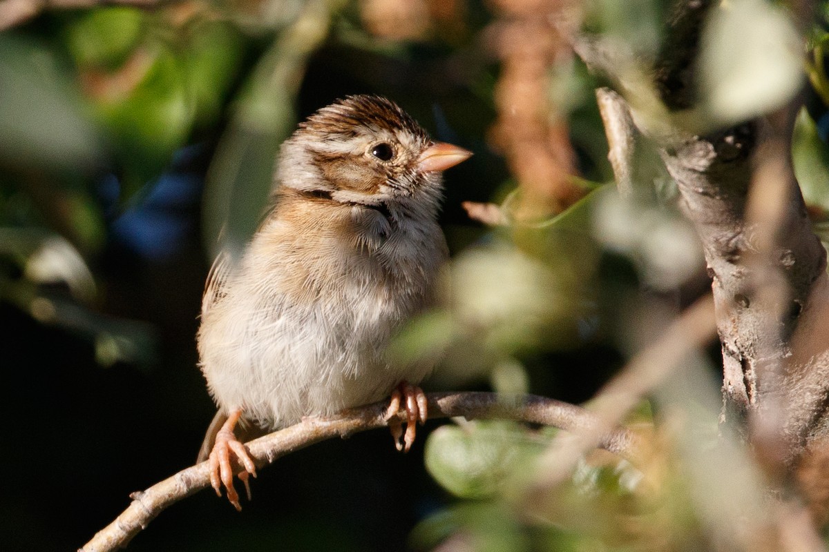 Clay-colored Sparrow - ML470602391