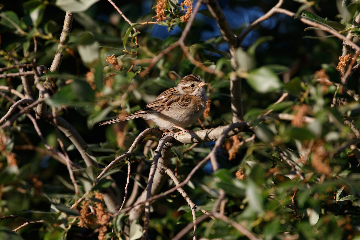 Clay-colored Sparrow - ML470602401