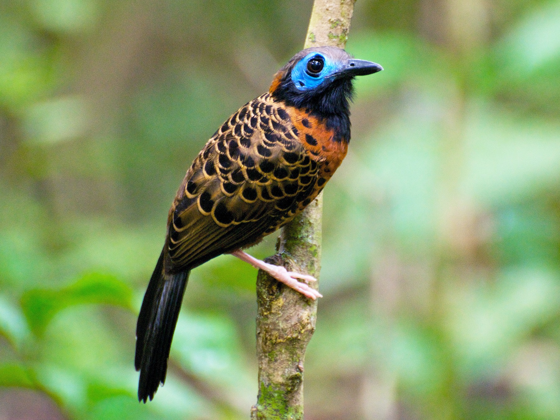 Ocellated Antbird - eBird