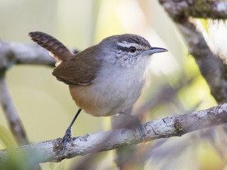  - Isthmian Wren