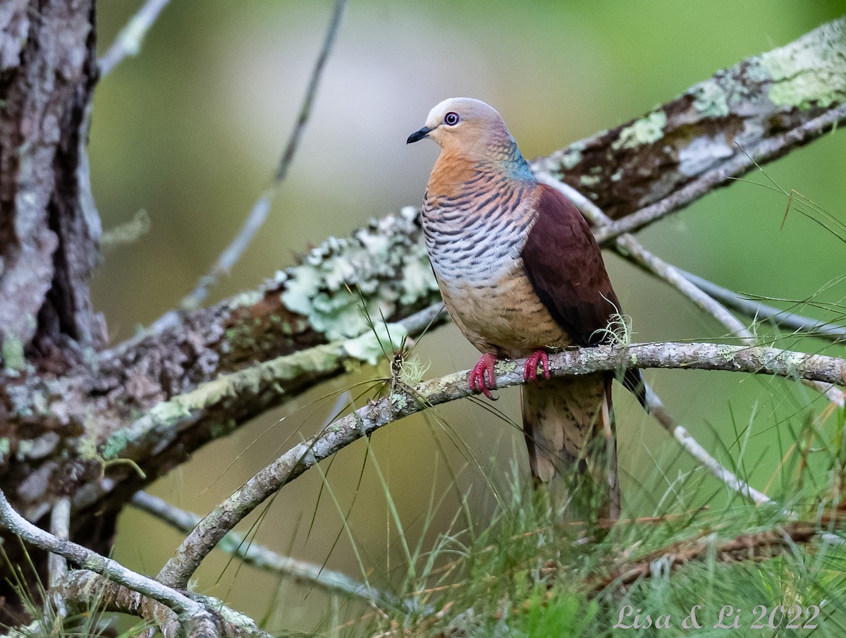 Sultan's Cuckoo-Dove (Sulawesi) - ML470607211