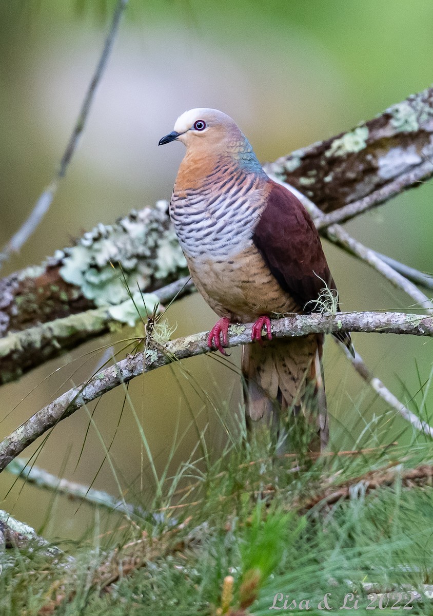 Sultan's Cuckoo-Dove (Sulawesi) - ML470607231