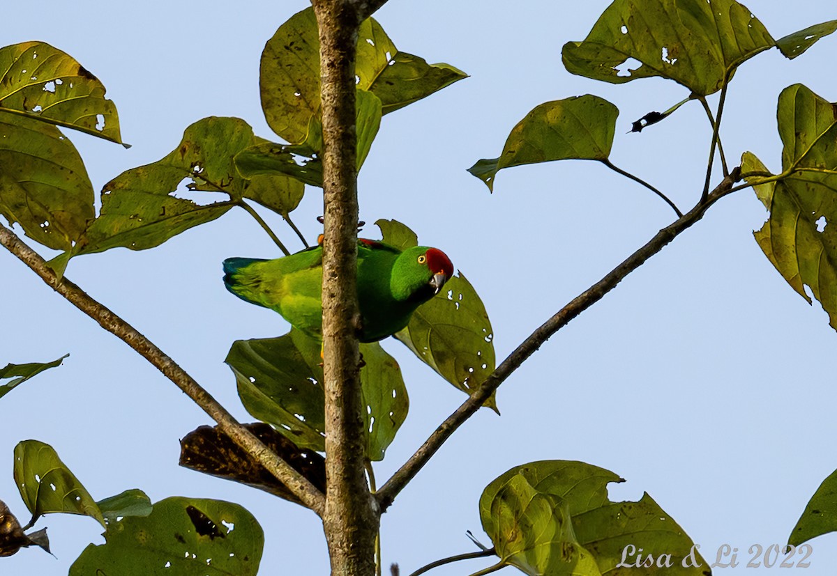 Sulawesi Hanging-Parrot - ML470608741