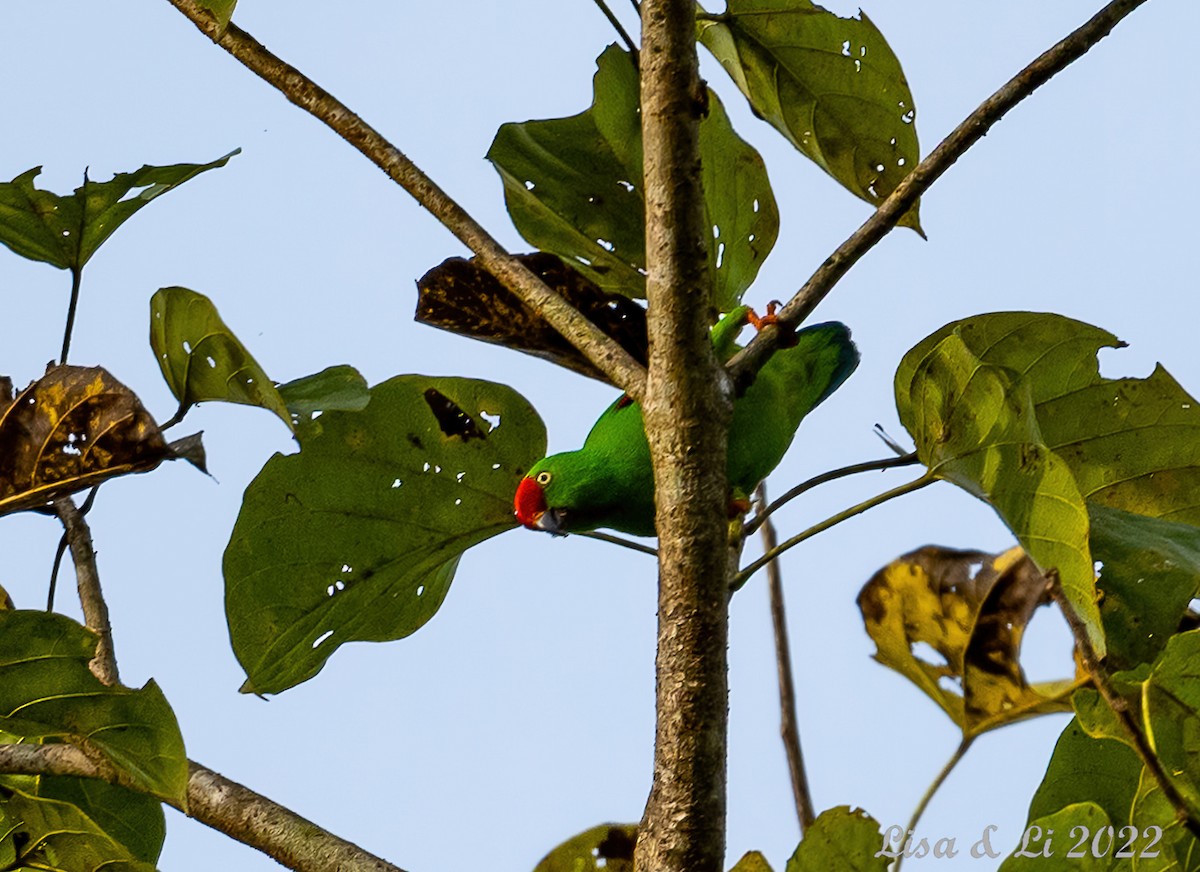 Sulawesi Hanging-Parrot - ML470608761
