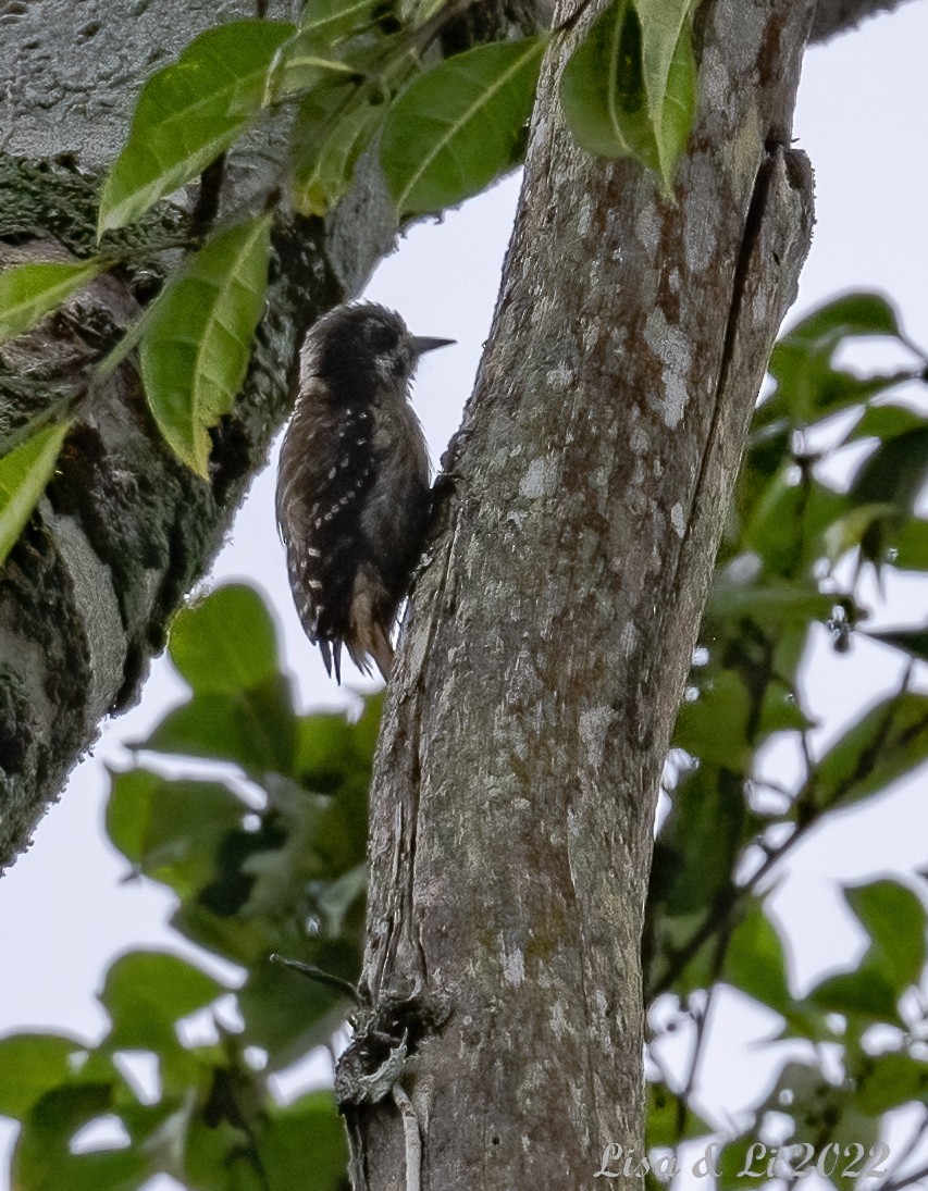 Sulawesi Pygmy Woodpecker - ML470609201