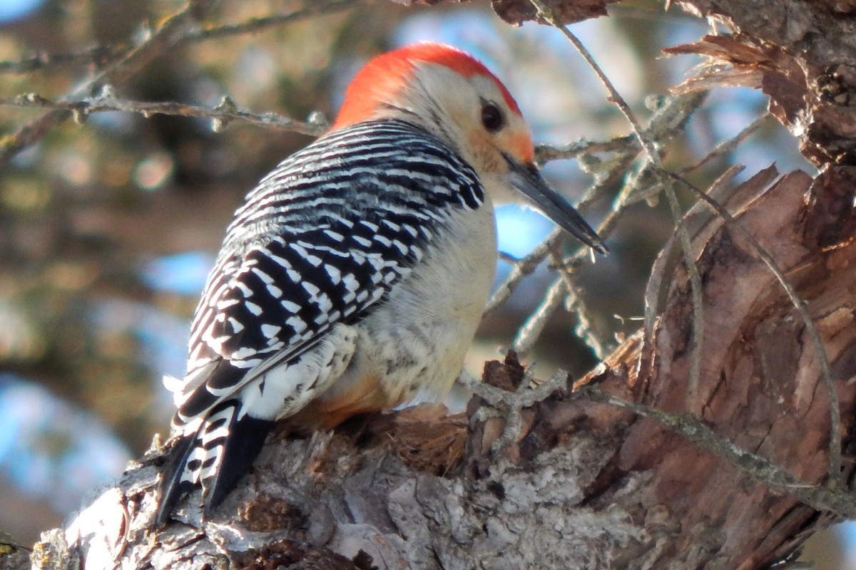 Red-bellied Woodpecker - Sarah Taylor