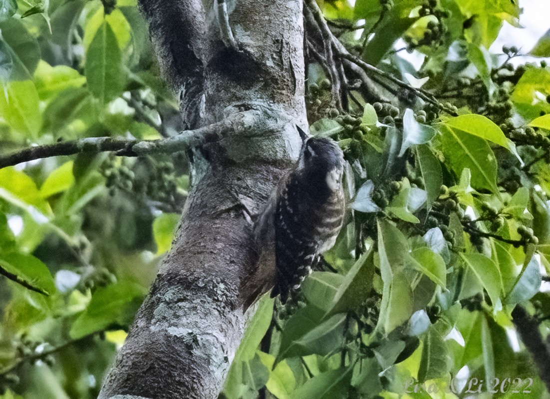 Sulawesi Pygmy Woodpecker - ML470609231