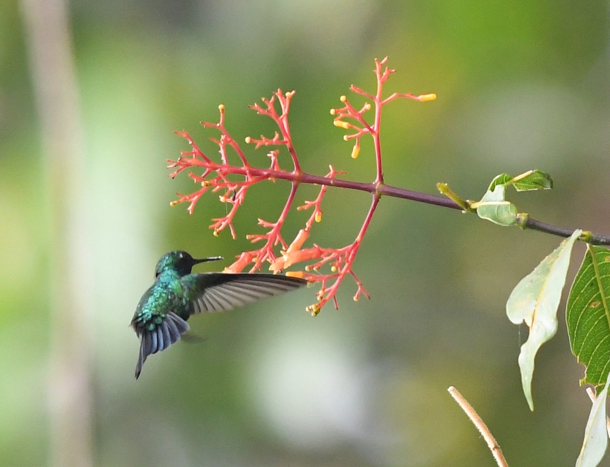 Blue-tailed Emerald - ML470609431